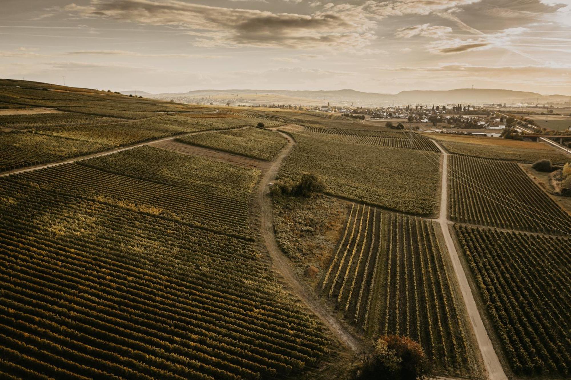 Weingut U. Gaestehaus Vogt-Fehlinger Biebelsheim Екстериор снимка